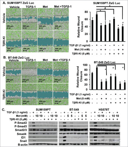 Figure 6. Metformin Retards TGF-β-induced Invasion in MSL/CL Cells. SUM159PT-Luc-ZsG (A) and BT-549-Luc-ZsG (B) cells were seeded in a monolayer prior to infliction of wound followed by filling the void with Matrigel® to mimic an invasive boundary for cells to intravasate through. Cells were treated with metformin (5 or 10 mM), TβRI-KI (5 µM), TGF-β1 (1 ng/ml), vehicle control or defined combinations. Cells were monitored for relative wound closure using IncuCyte Zoom™ for 6 days. Images are representative of 48 hr time point, with t = 0 represented as a black line. Relative scratch wound mask is indicated in blue. Bar graph quantitation of relative wound closure is shown to the right of the images for each cell line at 48 hr time point. Each experiment is representative of n = 8 and performed as three independent experiments, (*P < 0.0001, #P < 0.001). C. MSL/CL cell lines were treated with 5 mM or 10 mM metformin for TβRI-KI (5 µM) for 20 hrs prior to TGF-β1 (1 ng/ml) stimulation for 4 hrs. Cells were harvested for WB and probed for TGF-β protein targets.