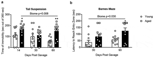 Figure 7. (a) Tail suspension test and (b) Barnes Maze. There was a significant main effect of the gut microbiome (P = .008 and 0.030 for A and B respectively, (N = 9–11). *,** P < .05 and 0.01 compared to young biome at the same time point (Holm-Sidak post hoc analysis). See Supplemental Table I for more statistical details. Note that the time of immobility in the 30 d aged group showed a dichotomy as described in the text. None of the other behavioral tests regardless of time after the initial gavage showed a dichotomy