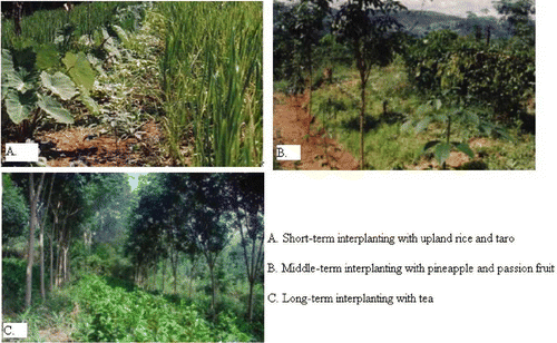 Figure 2. Representative rubber-related agroforestry systems in Daka. Photo by Yongneng Fu.