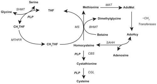 Figure 1 Folate cycle, methionine cycle, and transsulfuration pathway. Copyright © 2005. Adapted with permission from Davis SR, Quinlivan EP, Shelnutt KP, et al. Homocysteine synthesis is elevated but total remethylation is unchanged by the methylenetetrahydrofolate reductase 677C->T polymorphism and by dietary folate restriction in young women. J Nutr. 2005;135(5):1045–1050.