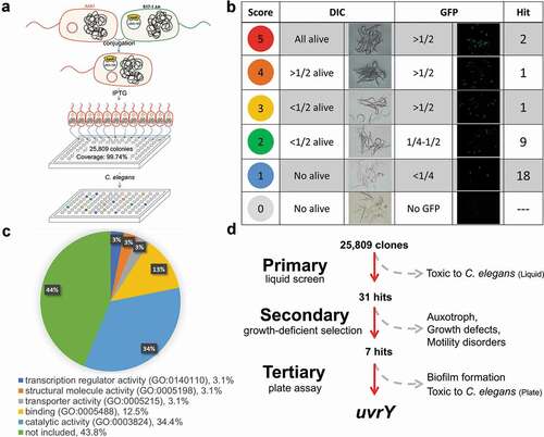 Figure 1. Identification of genes participating in the virulence of A. dhakensis. (a) Diagram of the establishment of the A. dhakensis AAK1 mini-Tn10 transposon library. (b) Screen of transposon mutants with attenuated virulence. (c) GO analysis of candidate genes based on molecular function. (d) Identification of uvrY as a target gene. (***P < 0.001, **P < 0.01 and *P < 0.05)