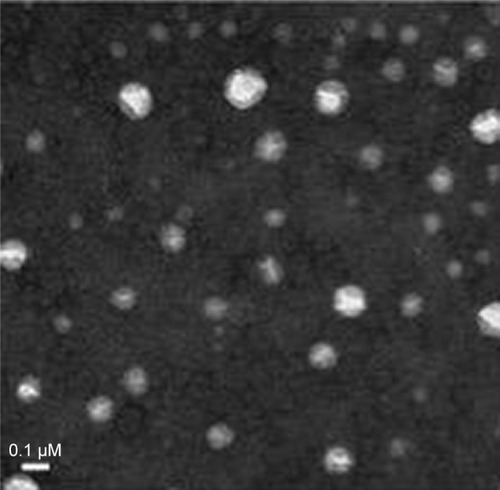 Figure 2 The TEM image of MTX/mPEG5000-g-CS nanoparticles (DS =8.7%).Abbreviations: CS, chitosan; DS, degree of substitution; mPEG, methoxy poly(ethylene glycol); MTX, methotrexate; TEM, transmission electron microscopy.