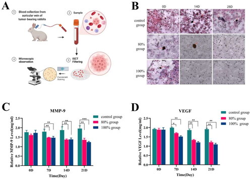 Figure 8. Expression detection of tumor distant metastasis-related after HIFU incomplete ablation. (A)Schematic diagram of enrichment of CTCs by TSET device; (B)Detection of circulating tumor cells in each group at different time points after HIFU ablation (scale bar = 200 μm); (C)Expression level of MMP factor; (D) Expression level of VEGF factor (n = 5, *p < 0.05, **p < 0.001).