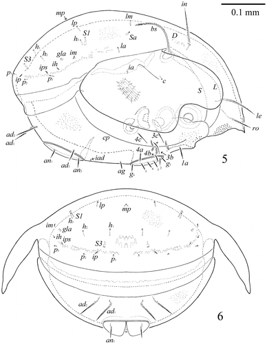 Figure 5–6. S. samarensis n. sp. Male: 5, lateral view (gnathosoma and legs not illustrated); 6, posterior view (legs not illustrated).