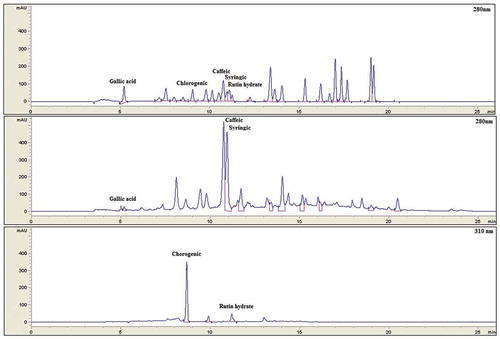 Figure 2. HPLC chromatograms of phenolic compounds from discarded blueberry extracts. A) standard phenolic compounds, B) Bound phenolic compounds, C) Free phenolic compounds. Retention times are in minutes.Figura 2. Cromatogramas de HPLC de compuestos fenólicos a partir de extractos de arándanos descartados. A) Estándares de Compuestos fenólicos, B) Compuestos fenólicos ligados, C) Compuestos fenólicos libres. Los tiempos de retención se encuentran en minutos.