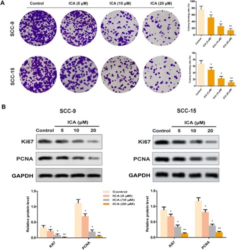 Figure 2 Effect of ICA on the colony-forming capability of human oral squamous cells. (A) Colony formation assay showed the effect of ICA on proliferation ability of SCC-9 and SCC-15 cells, respectively. The cell colonies were photographed and their numbers were observed. (B) The relative expressions of Ki67 and PCNA were detected by western blot. *p<0.05, **p<0.01 compared to control, data are mean ± SEM for the three replicates.