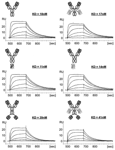 Figure 3 Antibody-Citrine fusion proteins retain the full binding specificity and affinity of their parent antibodies. Surface plasmon resonance (SPR) analysis was performed with the antibody formats indicated. All proteins were captured by a anti-human IgG antibody to the chip. To determine the binding affinities of the different formats, mono-digoxygenated myoglobin was injected in increasing concentrations. KD values were obtained using non-linear curve fitting (Langmuir). Affinities for each format are indicated in nM. Further information can be found in Table 2. Depictions of the molecules are described in Figure 1.
