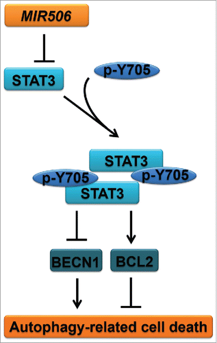 Figure 7. Schematic of the proposed mechanism of MIR506 induction of autophagy-related cell death in PDAC cells through the STAT3 signaling pathway.