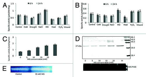 Figure 6. Determination of specific activity of the native OscTPI under MG and other stresses. Rice seedlings were subjected to various stresses, for 6 and 24h. Specific activities were measured using crude proteins (A) 12 d old shoot. (B) 12 d old root (C) Specific activity under various concentration of MG (D) western blot hybridization assay using crude protein extracted from shoot under different MG concentration (E) Activity staining assay for OscTPI where TPI activity bands appear dark over a fluorescent background.