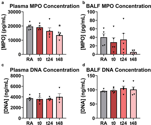 Figure 5. NET component MPO, though not DNA, was significantly reduced in EC-exposed mouse plasma at t48 (A), but not in BALF (B). DNA concentration did not change significantly with EC exposure in plasma (C) or BALF (D). * indicates p < 0.05. One-way ANOVA with Holm-Šídák correction relative to RA-exposed mice was used for multiple comparisons. Error bars SEM.