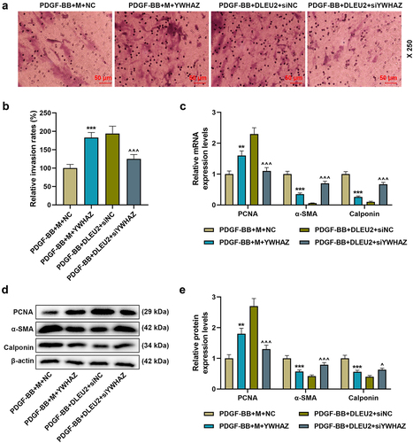 Figure 7. DLEU2 affected PDGF-BB-induced VSMC migration and the expressions of PCNA, α-SMA and Calponin through miR-212-5p/YWHAZ axis. (a-b) The invasion rate of cells in PDGF-BB+M+ NC, PDGF-BB+M+ YWHAZ, PDGF-BB+DLEU2+ siNC, and PDGF-BB+DLEU2+ siYWHAZ groups was assessed by Transwell assay. (c-e) The expressions of PCNA, α-SMA and Calponin were analyzed by RT-qPCR and Western blot. β-actin was used as a control. **P < 0.01, ***P < 0.001 vs. PDGF-BB+M+ NC; ^P < 0.05, ^^^P < 0.001 vs. PDGF-BB+DLEU2+ siNC. All experiments were repeated at least three times. Data were expressed as mean ± standard deviation. Data among multiple groups were analyzed by one-way ANOVA, followed by Tukey’s post hoc test.