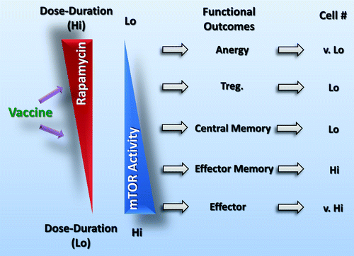 Figure 1. The regimen of rapamycin administration modulates CD8+ T-cell immunity. A short course of high-dose rapamycin transiently blocks mTOR activity in CD8+ T cells, favoring persistence and antigen-recall responses, and facilitates the effector-to-memory transition. This generation of memory CD8+ T-cell responses is independent of various cell-extrinsic factors (e.g., IL-15) and may underlie potent anticancer immune responses.