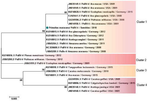 Figure 7. Clusters of PaBV-4 X protein sequences identified from Psittaciforms. The evolutionary history was inferred using the Neighbor-Joining method. The percentage of replicate trees in which the associated taxa clustered together in the bootstrap test (1000 replicates) are shown next to the branches. The tree is drawn to scale, with branch lengths in the same units as those of the evolutionary distances used to infer the phylogenetic tree. The evolutionary distances were computed using the Poisson correction method and are in the units of the number of amino acid substitutions per site. The analysis involved 23 amino acid sequences. All positions containing gaps and missing data were eliminated. There were a total of 85 positions in the final dataset. Evolutionary analyses were conducted in MEGA7. PaBV-4 sequences are identified with GenBank® accession numbers, with the name of the host in Latin, country origin and time of sampling. Sequences identified by GenBank® accession numbers, name of virus and its abbreviation name. The sequence marked with a circle was produced during this study.