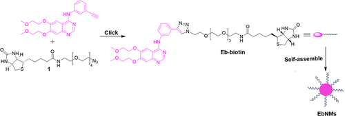 Figure 1 Schematic route of Eb-Bio conjugate and construction of self-assemble nanodrug (EbNMs) for improving the anticancer efficacy of Eb-based chemotherapy.