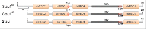 Figure 1. Diagram of the mammalian Staufen1 isoforms. All Stau1 isoforms contain the double-stranded RNA-binding domains (dsRBDs) 2, 3, 4, and 5 (orange boxes), the nuclear localization signal (NLS), the tubulin binding domain (TBD), and the reported Staufen-swapping motif (SSM) Citation65 (red diamond, dark gray and red boxes, respectively). The observed molecular weights are indicated in superscript and the amino acid positions are indicated in numbers.