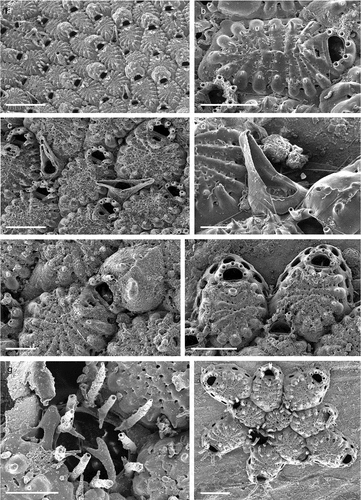 Figure 15. Cribrilaria cf. innominata. (a) Zooidal arrangement. (b) Autozooid. (c) Zooids and avicularia with inatramural buds, the one to the right with reversed polarity. (d) Avicularium. (e) Maternal zooid with ovicell. (f) Growth margin of colony with newly formed zooids. (g) Ancestrula. (h) Ancestrula and early autozooids. Scale: (a) 500 µm; (b, c, f, h) 200 µm; (d, e, g) 100 µm.
