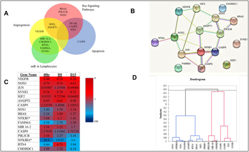 Figure 6 (A) Venn Diagram exhibiting pathway relationships between the primary 16 genes (B) STRING interaction network (GDE1 is an alias for MIR16-2). *Indicates a subunit of NF-κB. (C) Heat Map with fold changes from all 16 genes (D) Dendrogram showing statistical similarities between the 16 genes.