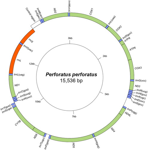 Figure 2. Mitochondrial genome map of perforatus perforatus obtained by the GenomeVx tool. tRNAs are abbreviated by the one-letter code of the corresponding amino acid with the anticodon within the parenthesis. Gene names located on the outside of the large circle are encoded on the heavy strand (5’-3’ direction) excluding control region, while gene names located inside are encoded on the light strand (3’-5’ direction). Color codes: green for PCGs, blue for tRNAs, orange for rRNAs, and white for control region.