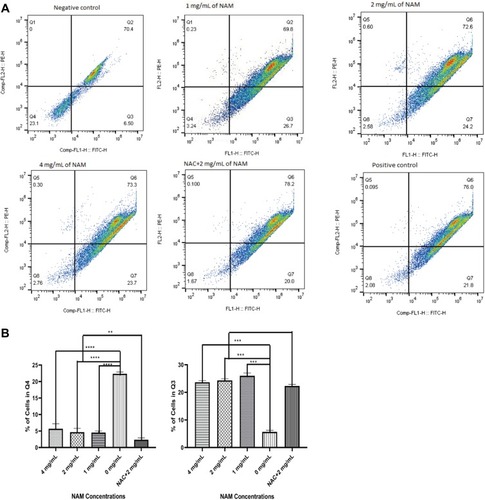 Figure 4 Mitochondrial membrane potential for nicotinamide (NAM) treated cells at varying concentrations along with N-acetyl-L-cysteine (NAC) pre-treated cells (****p≤0.0001, ***p≤0.001, **p≤0.01). (A) Representative scatterplot showing cells in quarters with NAM treatment. (B) Charts showing the proportions of cells in two quarters (Q4) and Q3 (higher proportion indicates loss of mitochondrial membrane potential).