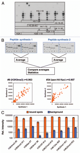 Figure 1 (A) Design of the peptide array used in this study (detailed information on the sequence and modification of each peptide is given in Sup. Table 1). Here the image obtained with antibody #1 is used for illustration. (B) Antibody binding to independently synthesized peptides. Spot intensities were averaged from the two internal repeats of the array and compared between arrays that were synthesized independently. One image obtained with H3K4me3 is chosen for illustration. The scatter plots show a comparison of the intensity of peptide binding in both arrays. The r value refers to the Pearson correlation coefficient of both intensities. (C) Reproducibility of peptide binding intensities between different peptides on the same array. For several antibodies, the binding intensities to all peptides containing the primary epitope (after exclusion of false negatives) were averaged and plotted in log scale (orange columns, the error bars display the standard deviations). As background, binding intensities to the 100 weakest spots were used (blue columns, the error bars display the standard deviations). For antibody numbers cf. Supplemental Table 2.