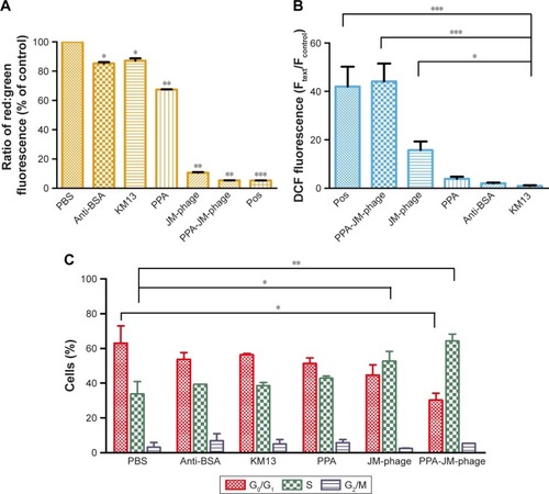 Figure 7 Measurement of mitochondrial membrane potential, intracellular ROS accumulation, and the cell cycle of Candida albicans treated with PPA-JM-phage.Notes: (A) Mitochondrial membrane potential of C. albicans cells treated with experimental and control groups measured by fluorescence spectroscopy after staining with JC1. (B) ROS levels of treated C. albicans cells in experimental and control groups measured by fluorescence spectrophotometry after staining with DCFH-DA. (C) Treated C. albicans cells were stained with PI and analyzed using flow cytometry: percentage of C. albicans cells in the cycle process. Results were the average of three independent experiments and are shown as mean ± SD. *P<0.5; **P<0.05; ***P<0.001.Abbreviations: ROS, reactive oxygen species; PPA, pheophorbide A; DCFH, dichlorodihydrofluorescein; DA, diacetate; PI, propidium iodide; pos, positive.