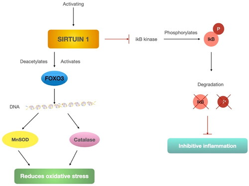 Figure 5. SIRT1 regulations in oxidative stress and inflammatory responses.