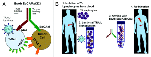 Figure 1. Cartoon of gene-immunotherapy with bispecific antibody EpCAMxCD3 and TRAIL-overexpressing lymphocytes. (A) BsAb EpCAMxCD3 binds cytotoxic T cells via CD3 and cancer cells via EpCAM. This leads to activation of cytotoxic T cells, targeting to EpCAM-overexpressing cancer cells and to an increase of contact time and binding affinity between T cells and cancer cells resulting in tumor cell lysis. This anti-tumor effect was further enhanced by lentivirus-mediated overexpression of membrane TRAIL in T-lymphocytes. TRAIL interacts with TRAIL receptors expressed on cancer cells and induces selective apoptosis in malignant, but not in normal cells. Thus, cancer cells are eliminated by a combination of T cell-specific killing via the perforin granzyme system and TRAIL-induced apoptosis, which is further enhanced by EpCAMxCD3-mediated prolonged contact time and synapse formation between TRAIL-lymphocytes and tumor cells. (B) The scenario for future therapeutic application in patients may look like follows: (1) T-lymphocytes are isolated from an individual patient followed by (2) ex vivo transduction with TRAIL lentiviral vector for overexpression of membrane-bound TRAIL (3) systemic re-injection of manipulated T cells together with bsAb EpCAMxCD3 for tumor-specific targeting.