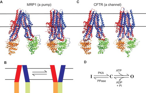 Figure 2. Atomic structures of MRP1 and CFTR. (a) Cryo-EM structures of bovine MRP1 in the inward-facing state (NBDs separated; left) [Citation18] and in the outward-facing state (NBDs dimerized; right) [Citation19]. MSD1, red; MSD2, blue; NBD1, orange; NBD2, green. The approximate location of the cell membrane is indicated by horizontal black lines. To facilitate comparison with the structure of CFTR, an additional N-terminal membrane-associated domain found in MRP1 (MSD0) has been removed from these images. (b) These structures are consistent with an NBD-controlled, alternating access mechanism of active transport by MRP1 [Citation19], as proposed for other ABC proteins [Citation4,Citation15,Citation16]. (c) Cryo-EM structures of human CFTR in an inactive, dephosphorylated state (left) [Citation12], and zebrafish CFTR in a “near-open” state that is closed only at the extracellular ends of the MSDs (right) [Citation13]. The MSDs and NBDs are shown in the same colour scheme as in (a). The cytoplasmic R domain, which is mostly unstructured, is not shown in these images. (d) Basic minimal model for CFTR functional regulation by phosphorylation and by ATP. The channel exists in an inactive state (i) until phosphorylation of the R domain by protein kinase A (PKA). Phosphorylated CFTR transitions to the open burst state (o) following ATP binding, and returns to the closed interburst state (c) following ATP hydrolysis and the release of hydrolysis products (ADP and Pi). ATP-dependent gating continues until the R domain is dephosphorylated by phosphoprotein phosphatases (PPase). This minimal model is a gross oversimplification of current understanding of CFTR channel gating [Citation6,Citation24] to emphasize that the structure shown in (b) (left) corresponds to state I, while that on the right is expected to be closest to state O [Citation13]. The structure of the phosphorylated, interburst closed state C, as described in the text, is not currently known.