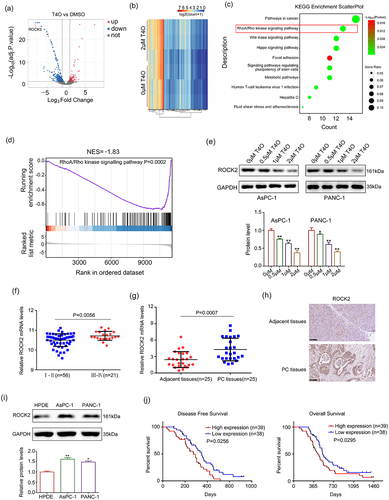 Figure 4. ROCK2 is identified as a key target of T4O. (a-b) Differentially expressed genes (DEGs) in the PC cells treated with DMSO and T4O were identified. (c) KEGG analysis was performed to determine the pathways of enriched DEGs. (d) Gene enrichment plots showing a series of genes enriched in the RhoA/Rho kinase signaling pathway. (e) Western blot was used to detect the protein levels of ROCK2 in PC cells treated with different concentrations (0, 0.5, 1 and 2 μM) of T4O. (f) ROCK2 expression in PC tissues from patients in stages I–II and III–IV according to the data from ICGC. (g) qRT-PCR was used to detect the expression of ROCK2 in PC and adjacent tissues. (h) IHC was used to detect the expression of ROCK2 in PC and adjacent tissues. (i) Western blot was used to detect the expression of ROCK2 in HPDE, AsPC-1, and PANC-1 cells. (j) KM plot showing the OS and DFS in patients with low and high ROCK2 expression according to the data from ICGC database. *, P < 0.05; **, P < 0.01.