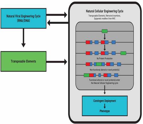 Figure 1. Viral-cellular engineering cycle.Co-engineering in Cognition-Based Evolution is based on a co-respondent relationship between NVE and elements of genetic exchange, such as transposable elements, that reciprocate with a Natural Cellular Engineering cycle. Sequence insertions or deletions yield variable proteomic outputs, either unchanged protein production, a new nonfunctional protein, or a functional or novel protein capable cells can deploy as phenotypic variation.