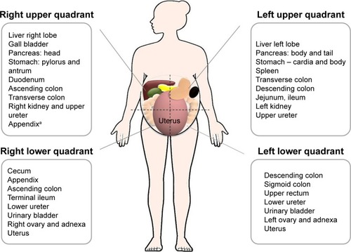 Figure 1 Anatomical relations according to different abdominal quadrants.