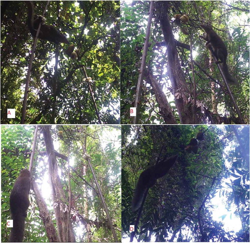 Figure 15. Images captured by the camera shows that the Tupaia glis climbing the rattan spines. Figure A and C shows the tree shrew using the spines of C. castaneus as some sort of a climbing foothold, while figure B shows the tree shrew using the control spine. In figure D, the tree shrew used the control spine of P. griffithii to climb up to the bait.