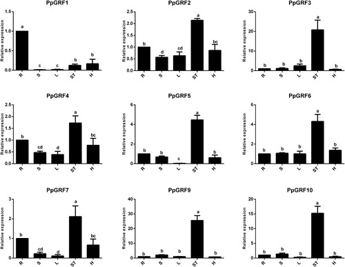 Figure 5. Expression profiles of PpGRF genes in sixs peach tissues. Root (R), stem (S), leaves (L), shoot tip (ST) and hypocotyl (H). The x-axis represents different peach organs. The y-axis represents the relative expression levels of PpGRF genes compared with actin. The expressions of PpGRF genes in root were normalized to 1. Error bars represent standard deviations of the means of three independent replicates. Different letter denote statistical significance according to one-way ANOVA and Duncan’s test (P < 0.05).