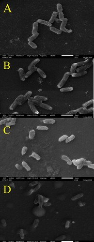 Figure 3. Effect of H. itama honey on the appearance of mid-exponential phase E. coli as seen by SEM under 8000× magnifications. (A) Control culture of E. coli, (B) E. coli treated with inhibitory concentration (MIC), (C) E. coli treated with bactericidal concentration (MBC), (D) E. coli treated with streptomycin. Bar = 2 µm.