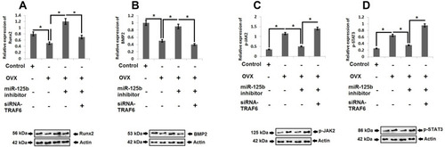 Figure 7 JAK2/STAT3 cascade is the downstream target of miR-125b-TRAF6 pathway in OVX rats. Western blot analysis and quantitative analysis for expression Runx2 (A), BMP-2 (B), p-JAK2 (C) and pSTAT3 (D) in OVX rats. The results are mean ± SD. *P<0.05 compared to adjacent groups.