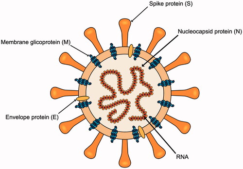 Figure 3. Schematic representation of the SARS-CoV-2 virus showing its RNA and main proteins: spike (S), envelope (E), nucleocapsid (N) and membrane glycoprotein (M).