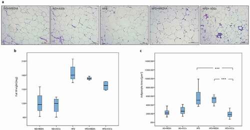 Figure 2. Adipose-derived mesenchymal stem cells attenuate epididymal adipose tissue expansion in HFD-induced obese mice. Representative images of hematoxylin and eosin (H&E)-stained sections (a) and weight (b) of epididymal adipose tissue. Adipocyte area was also quantified (c). n = 5. *** represents statistical significance between groups at P < .001