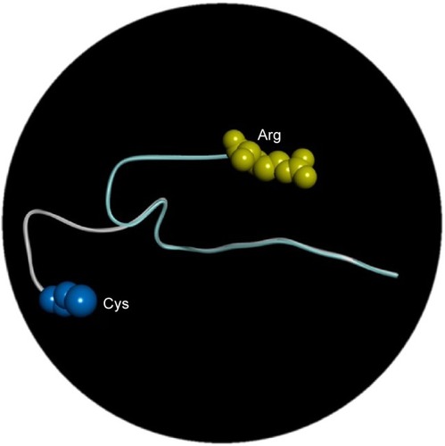 Figure 5 In silico analysis of PS2 Arg62Cys in three different positions: arginine is labeled with yellow and cysteine with blue.