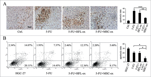 Figure 3. MSC-exosomes protect gastric cancer cells from chemotherapy-induced apoptosis. (A) Tumors from mice treated with PBS (Ctrl.), 5-FU, 5-FU+HFL1-exosomes, 5-FU+MSC-exosomes were paraffin-embedded and sectioned, followed by staining of apoptotic cell by using TUNEL assay. The number of TUNEL-positive cells notably increased in the 5-FU and 5-FU+HFL1-exosome groups compared to the 5-FU+MSC-exosome group, while the control group treated with PBS had few apoptotic cells. Original magnification, × 200. Scale bar = 50 μm. The quantitative analyses of apoptosis (TUNEL) indices were calculated by counting the number of positive cells in 10 random fields. (** P < 0.01, *** P < 0.001). (B) Flow cytometric analyses of apoptotic cells ex vivo. The parental and chemoresistant HGC-27 cells were exposed to 5-FU for 48 h, collected and subjected to Annexin V/PI double staining, followed by FACS analyses. For each assay, 10,000 cells were analyzed. The quantitative data are presented as the mean ± SD of triplicate experiments. (* P < 0.05).