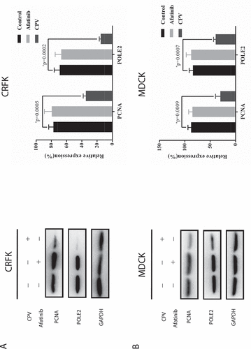 Figure 3. Expression of proteins relevant to DNA replication and cell proliferation on CPV infection or Afatinib exposure in (a) CRFK cells and (b) MDCK cells. Quantification results were prepared by normalizing PCNA and POLE2 expression by GAPDH expression.