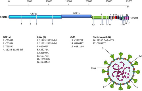 Figure 1 The 17 mutations defining lineage B.1.1.7 or alpha (clade 501.YV1). All the mutations are shared between the genome assembled for the first record of this variant in Ecuador and the reference genome for the clade.