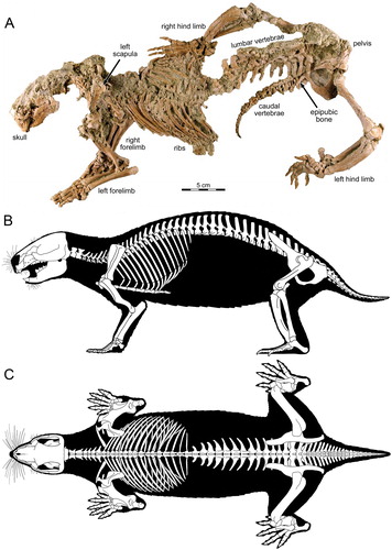 FIGURE 2. Adalatherium hui. A, photograph of skull and postcranial skeleton of holotype specimen (UA 9030). B, C, skeletal reconstructions in left lateral and dorsal views, respectively.