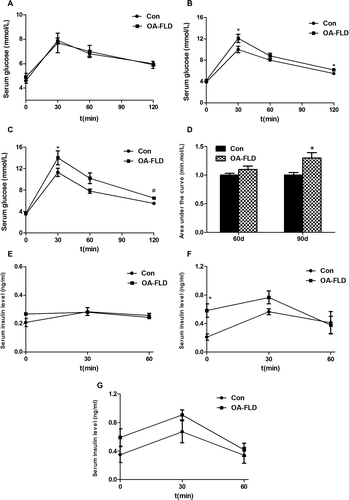 Fig. 1. The rats developed severe glucose intolerance and an abnormal serum insulin level at 60 days and a more serious impairment at 90 days. IPGTT at 30 days (A), 60 days (B), and 90 days (C). (D) The area under the curve involved in the IPGTT. The blood insulin curves in the IPGTT at 30 days (E), 60 days (F), and 90 days (G).