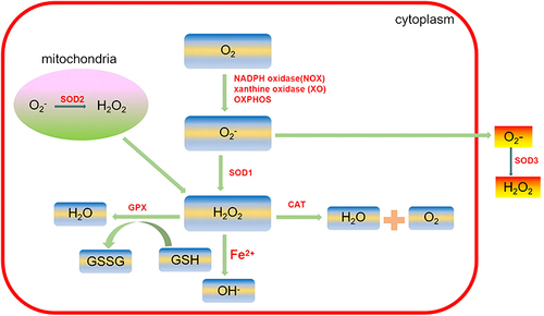 Figure 2 A schematic diagram of reactive oxygen species including production and conversion.