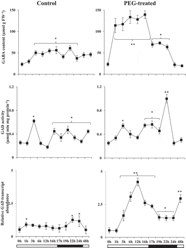 Figure 4. GABA content (µmol g FW−1), GAD activity (µmol min mg protein−1) and relative transcript abundances (fold change) of GAD encoding gene in control and PEG-treated N. tabaccum plants at day/night cycle, 24 and 48 hours. Values presented are the mean ± SE (n = 6) of two independent experimental series. *p < .05 and **p < .01