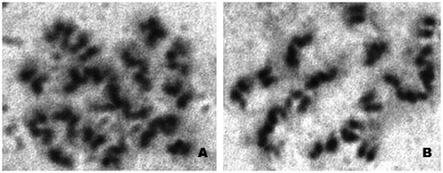 Figure 3. Metaphase plates (A and B) of testicular epithelium of Arthrosphaera fumosa.