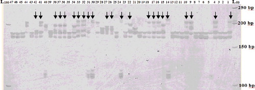 Figure 4. Banding patterns generated by using CH04e03 SSR marker showing duplication in some accessions.