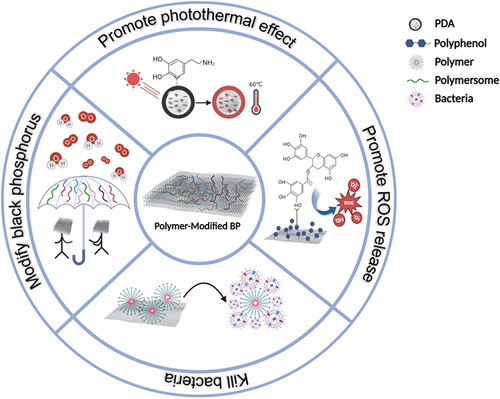 Figure 8 The main functions of polymers used to modify BP. These include protecting BP, enhancing photoheat, improving photodynamics and killing bacteria.