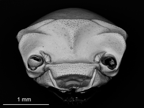 Figure 2. Armadillidium virgo n. sp., cephalon in frontal view. Scale bar: 1 mm.