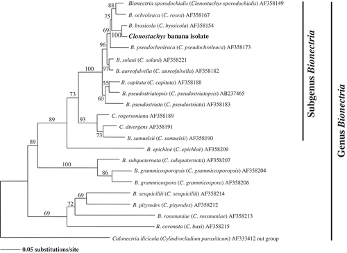 Figure 1. Phylogenetic tree for Clonostachys banana isolate by neighbor-joining analysis of the tub2 (β-tubulin) sequences.